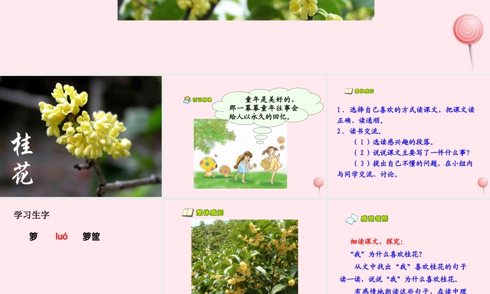 四年级语文上册 第六单元 23《桂花雨》教学课件 鲁教版-鲁教版小学四年级上册语文课件