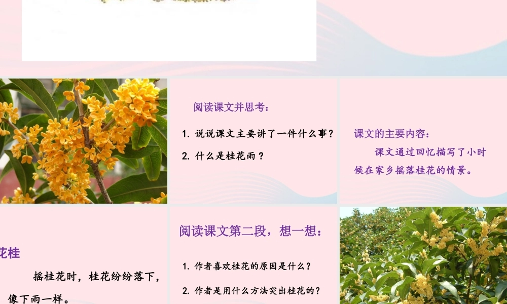 四年级语文上册 第六单元 23《桂花雨》优培课件 鲁教版-鲁教版小学四年级上册语文课件