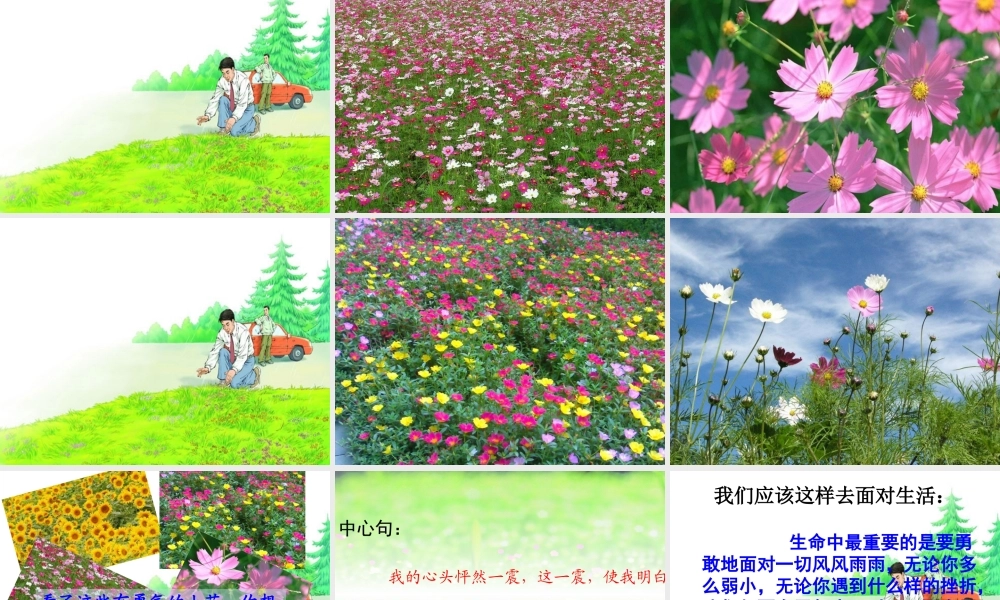 四年级语文下册 第五单元 20《花的勇气》课件1 新人教版-新人教版小学四年级下册语文课件