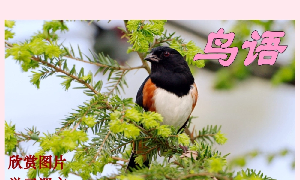 四年级语文下册 第五单元 第15课《鸟语》课件 苏教版-苏教版小学四年级下册语文课件