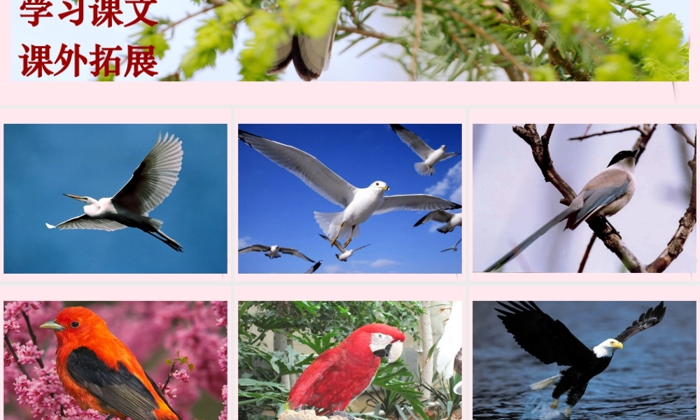 四年级语文下册 第五单元 第15课《鸟语》课件 苏教版-苏教版小学四年级下册语文课件