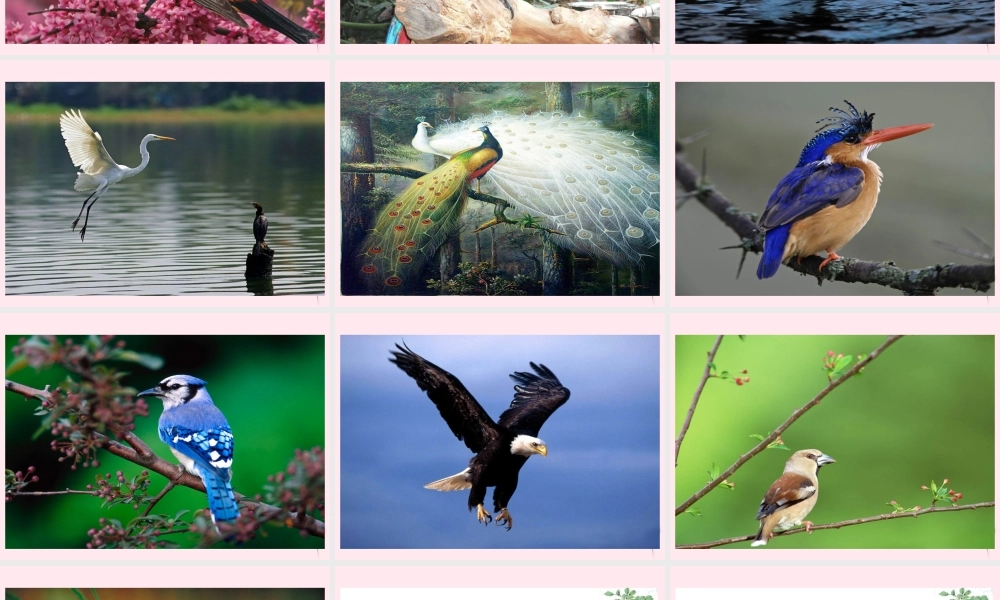 四年级语文下册 第五单元 第15课《鸟语》课件 苏教版-苏教版小学四年级下册语文课件