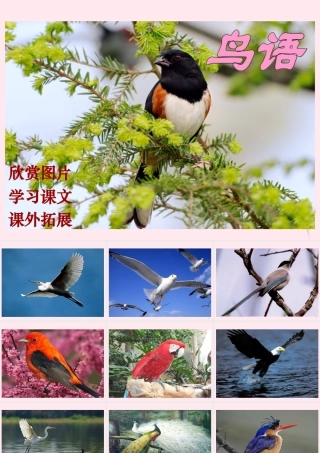 四年级语文下册 第五单元 第15课《鸟语》课件 苏教版-苏教版小学四年级下册语文课件