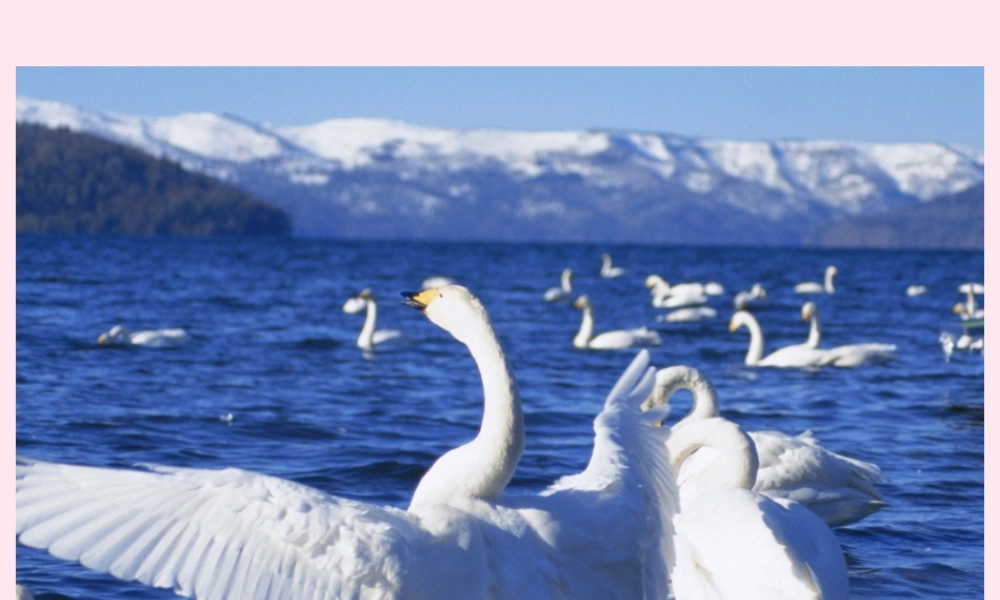 四年级语文下册 第五单元 第16课《天鹅的故事》课件 苏教版-苏教版小学四年级下册语文课件