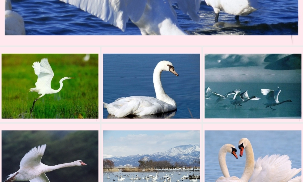 四年级语文下册 第五单元 第16课《天鹅的故事》课件 苏教版-苏教版小学四年级下册语文课件