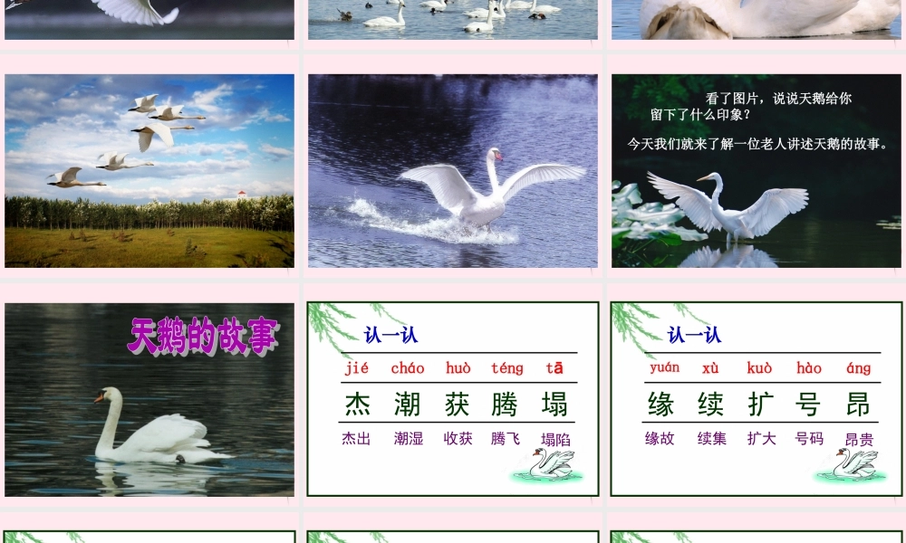 四年级语文下册 第五单元 第16课《天鹅的故事》课件 苏教版-苏教版小学四年级下册语文课件