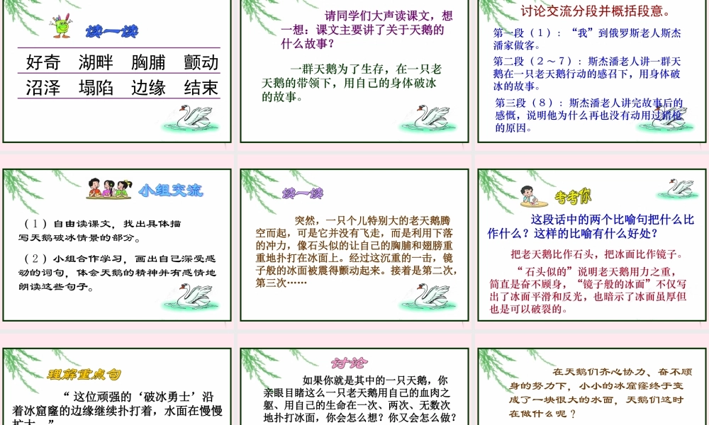 四年级语文下册 第五单元 第16课《天鹅的故事》课件 苏教版-苏教版小学四年级下册语文课件