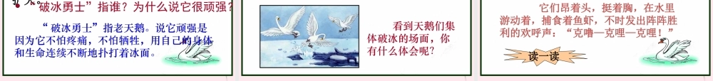 四年级语文下册 第五单元 第16课《天鹅的故事》课件 苏教版-苏教版小学四年级下册语文课件