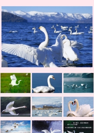 四年级语文下册 第五单元 第16课《天鹅的故事》课件 苏教版-苏教版小学四年级下册语文课件