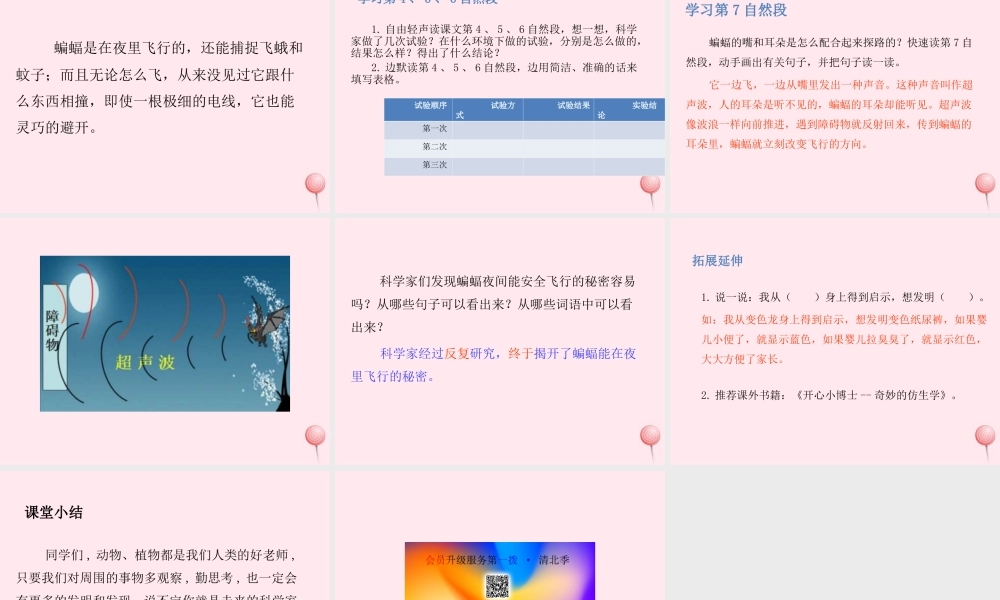 四年级语文上册 第二单元 6蝙蝠和雷达课件 新人教版-新人教版小学四年级上册语文课件