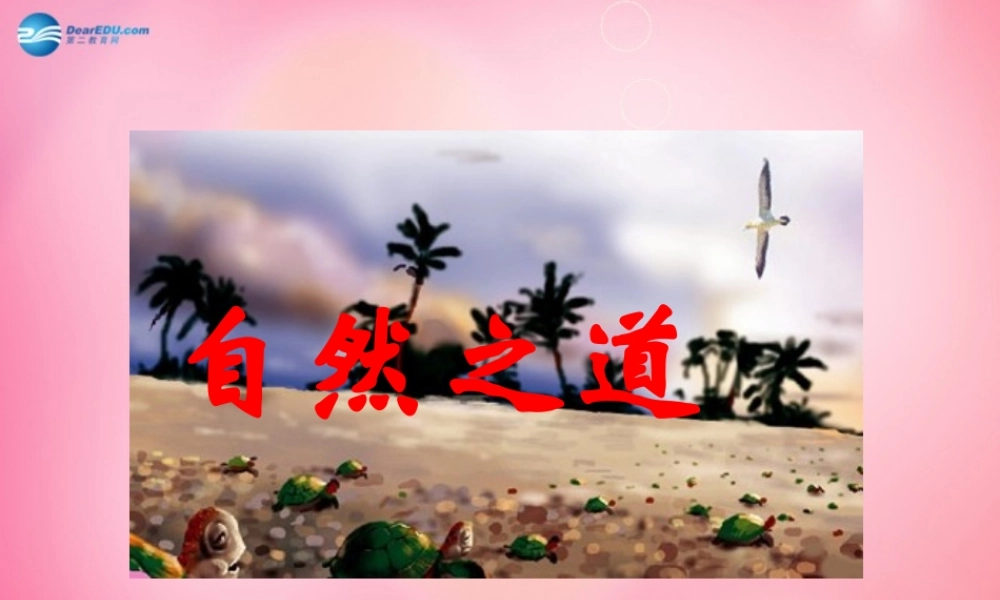 四年级语文下册 9 自然之道教学课件 新人教版-新人教版小学四年级下册语文课件