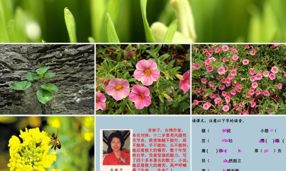 四年级语文下册 第五组 17 生命 生命教学课件 新人教版-新人教版小学四年级下册语文课件