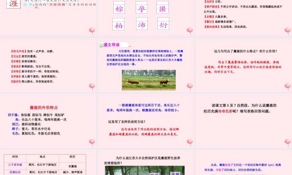 四年级语文下册 第七单元 27 麋鹿课件 语文S版-语文S版小学四年级下册语文课件