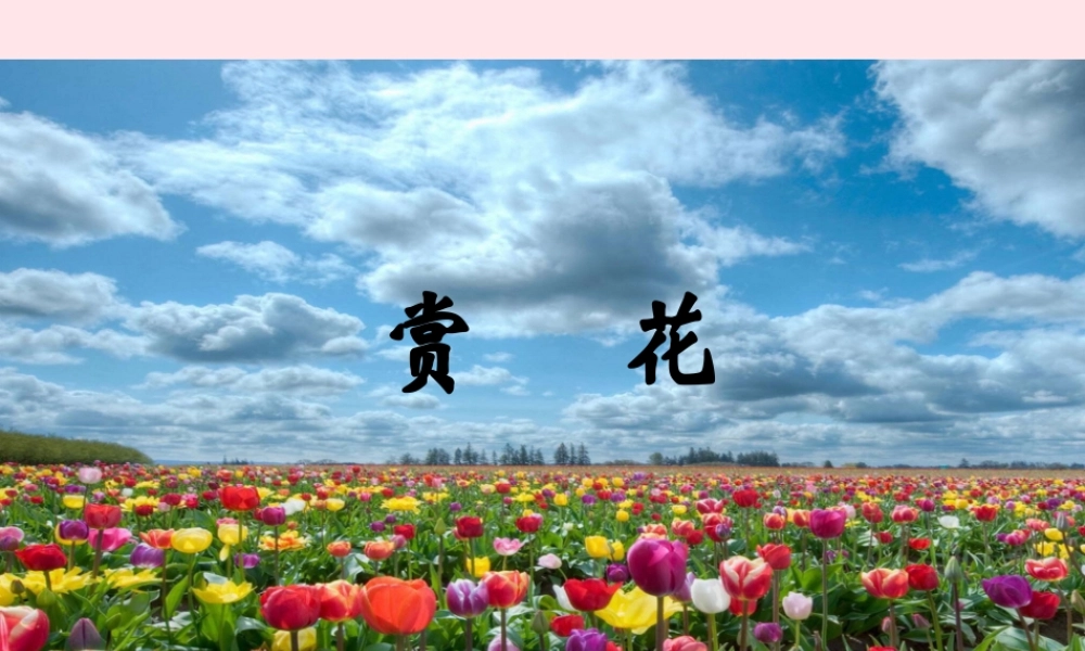 四年级语文上册 第二单元 7《赏花》优秀课件 冀教版-冀教版小学四年级上册语文课件