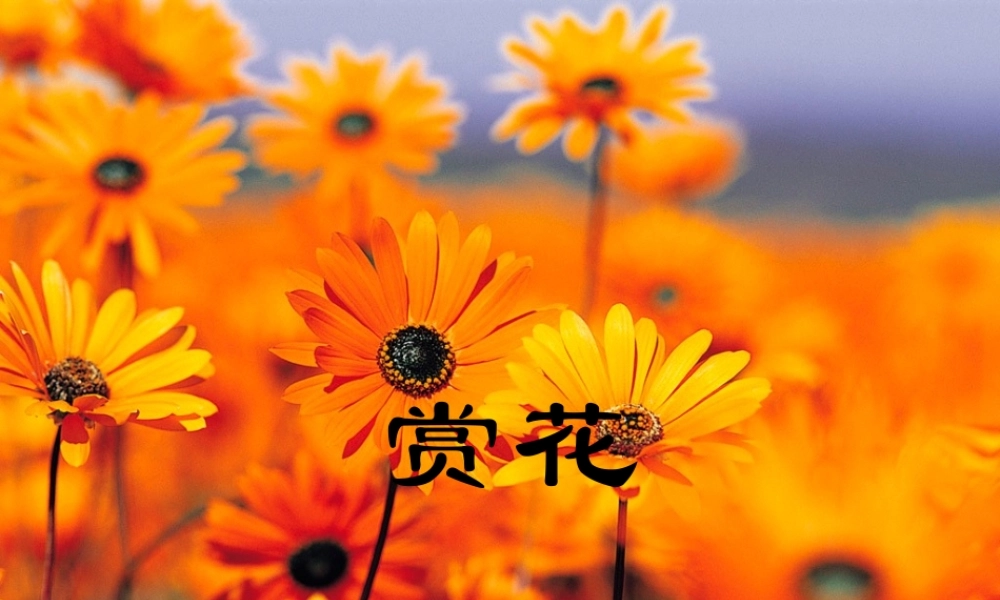 四年级语文上册 第二单元 7《赏花》优质同步课件 冀教版-冀教版小学四年级上册语文课件