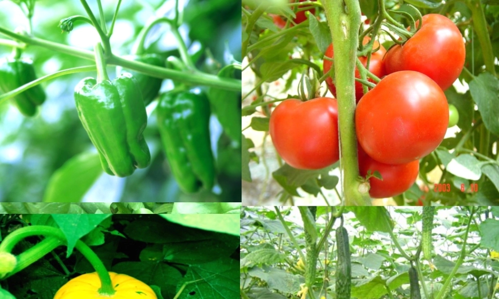 四年级语文下册 第七单元 27《父亲的菜园》课堂教学课件2 新人教版-新人教版小学四年级下册语文课件