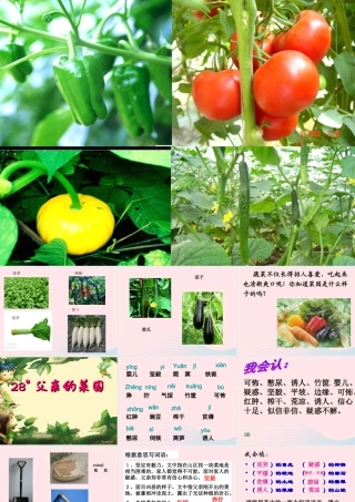 四年级语文下册 第七单元 28 父亲的菜园课件4 新人教版-新人教版小学四年级下册语文课件