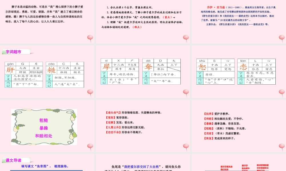 四年级语文下册 第七单元 28 小狮子爱尔莎课件 语文S版-语文S版小学四年级下册语文课件