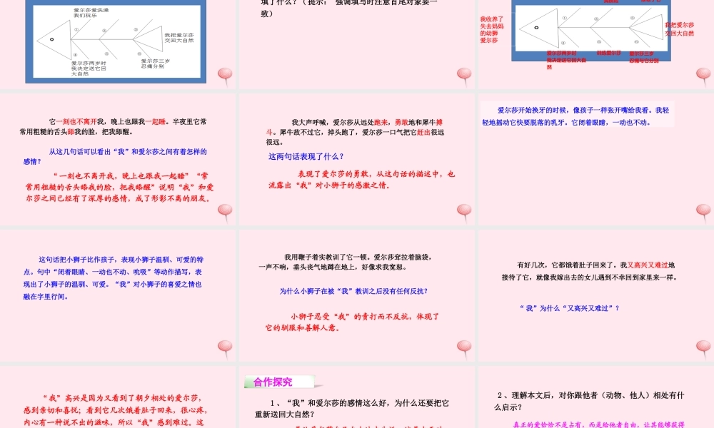 四年级语文下册 第七单元 28 小狮子爱尔莎课件 语文S版-语文S版小学四年级下册语文课件