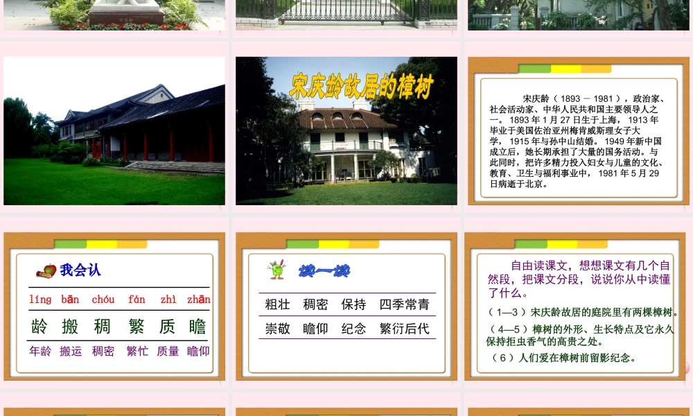 四年级语文下册 第七单元 第22课《宋庆龄故居的樟树》课件 苏教版-苏教版小学四年级下册语文课件