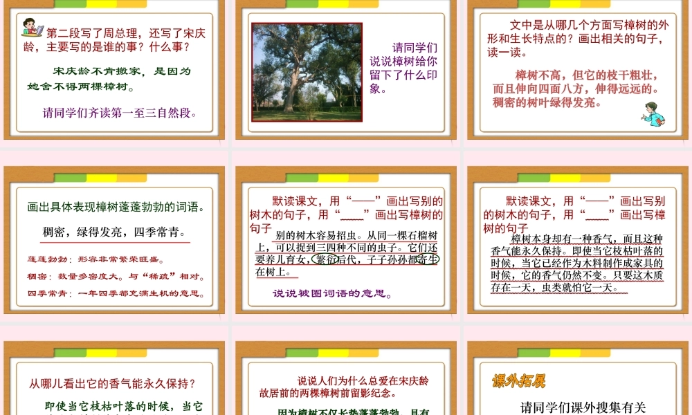 四年级语文下册 第七单元 第22课《宋庆龄故居的樟树》课件 苏教版-苏教版小学四年级下册语文课件