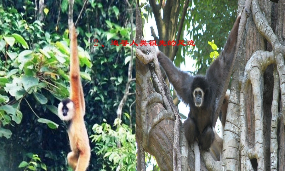 春六年级科学下册 1.2《追寻人类祖先的足迹》课件2 大象版-大象版小学六年级下册自然科学课件