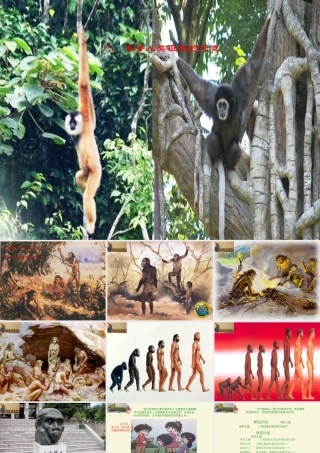 春六年级科学下册 1.2《追寻人类祖先的足迹》课件2 大象版-大象版小学六年级下册自然科学课件