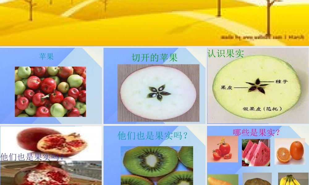 秋三年级科学上册 3.2《果实累累的季节》课件3 大象版-大象版小学三年级上册自然科学课件