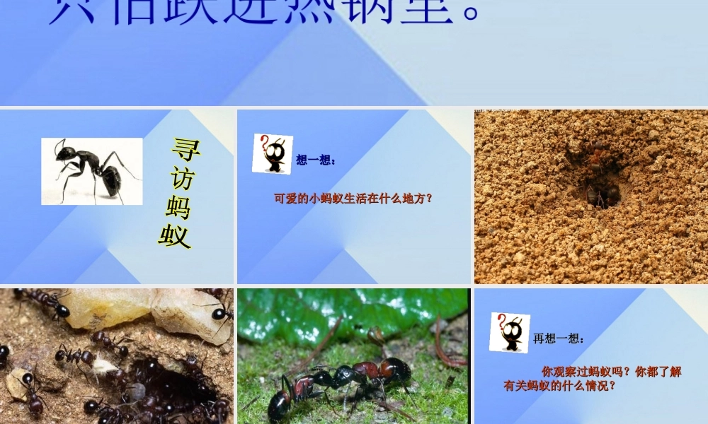 秋三年级科学上册 4.1《寻访蚂蚁》课件2 大象版-大象版小学三年级上册自然科学课件
