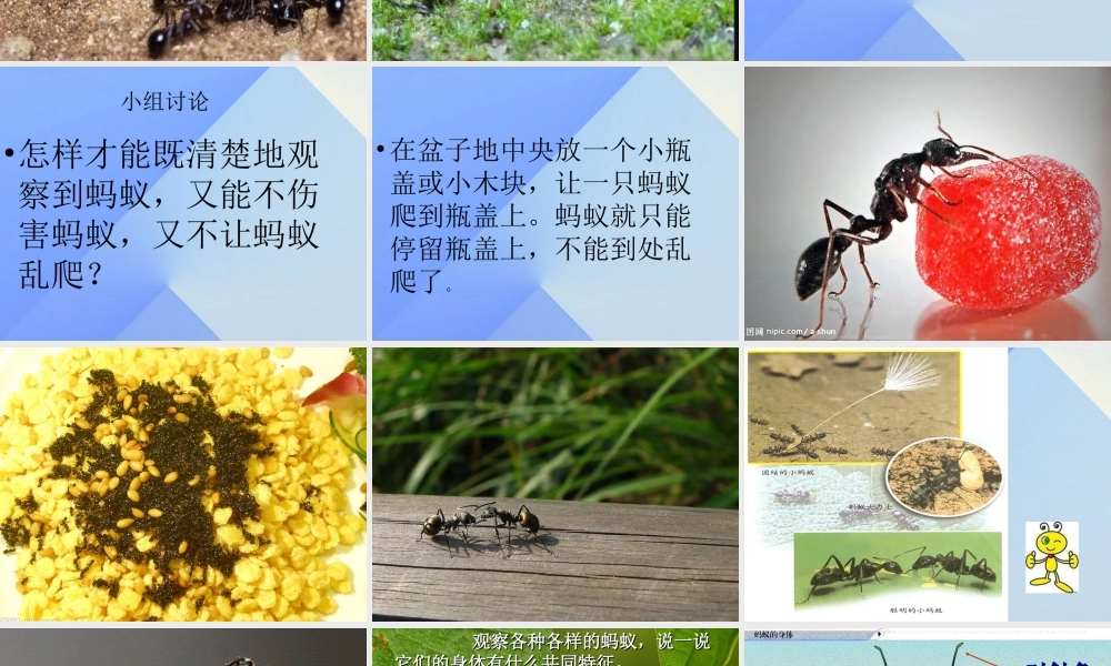秋三年级科学上册 4.1《寻访蚂蚁》课件2 大象版-大象版小学三年级上册自然科学课件