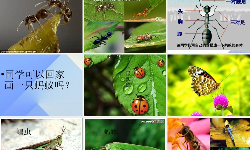 秋三年级科学上册 4.1《寻访蚂蚁》课件2 大象版-大象版小学三年级上册自然科学课件