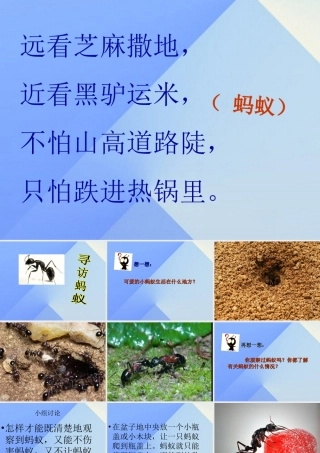 秋三年级科学上册 4.1《寻访蚂蚁》课件2 大象版-大象版小学三年级上册自然科学课件