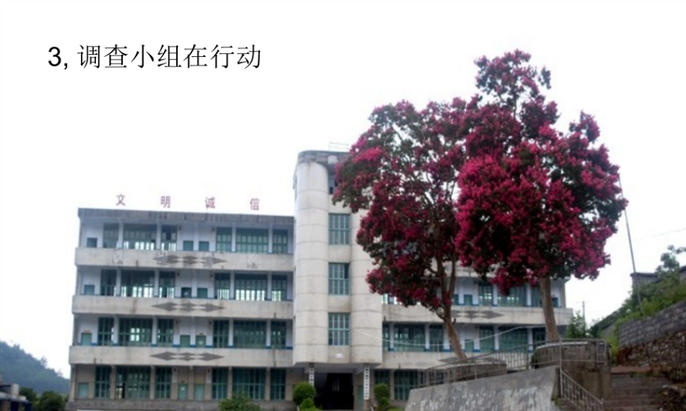 春六年级科学下册 2.3《调查小组在行动》课件1 大象版-大象版小学六年级下册自然科学课件