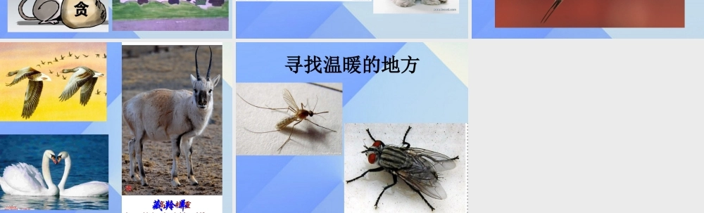 秋三年级科学上册 4.2《动物怎样过冬》课件3 大象版-大象版小学三年级上册自然科学课件