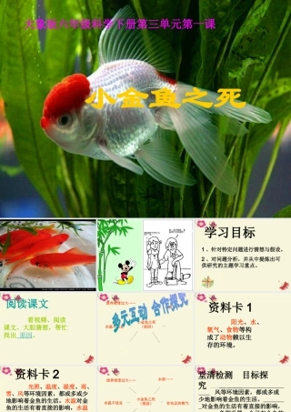春六年级科学下册 3.1《小金鱼之死》课件1 大象版-大象版小学六年级下册自然科学课件