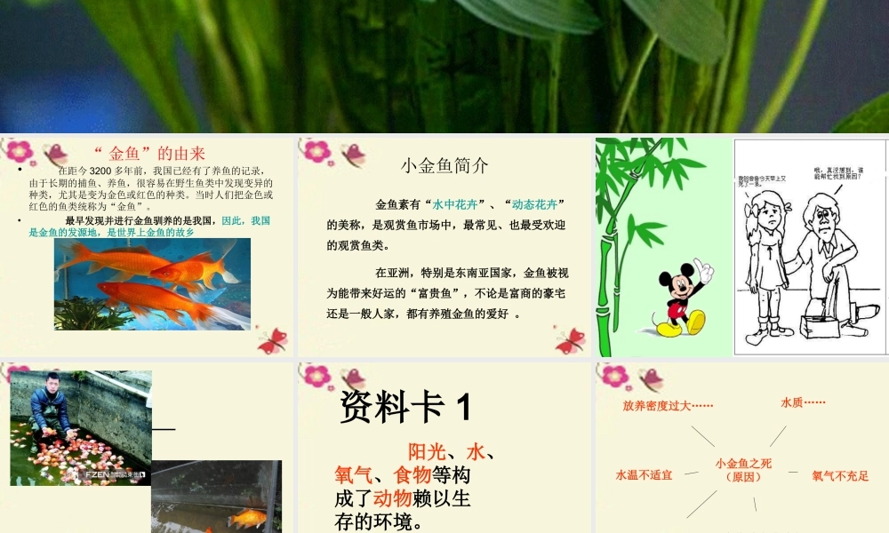 春六年级科学下册 3.1《小金鱼之死》课件2 大象版-大象版小学六年级下册自然科学课件