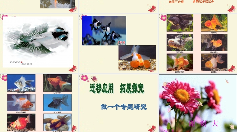 春六年级科学下册 3.1《小金鱼之死》课件2 大象版-大象版小学六年级下册自然科学课件