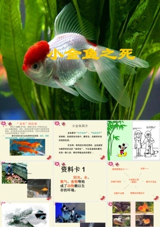 春六年级科学下册 3.1《小金鱼之死》课件2 大象版-大象版小学六年级下册自然科学课件
