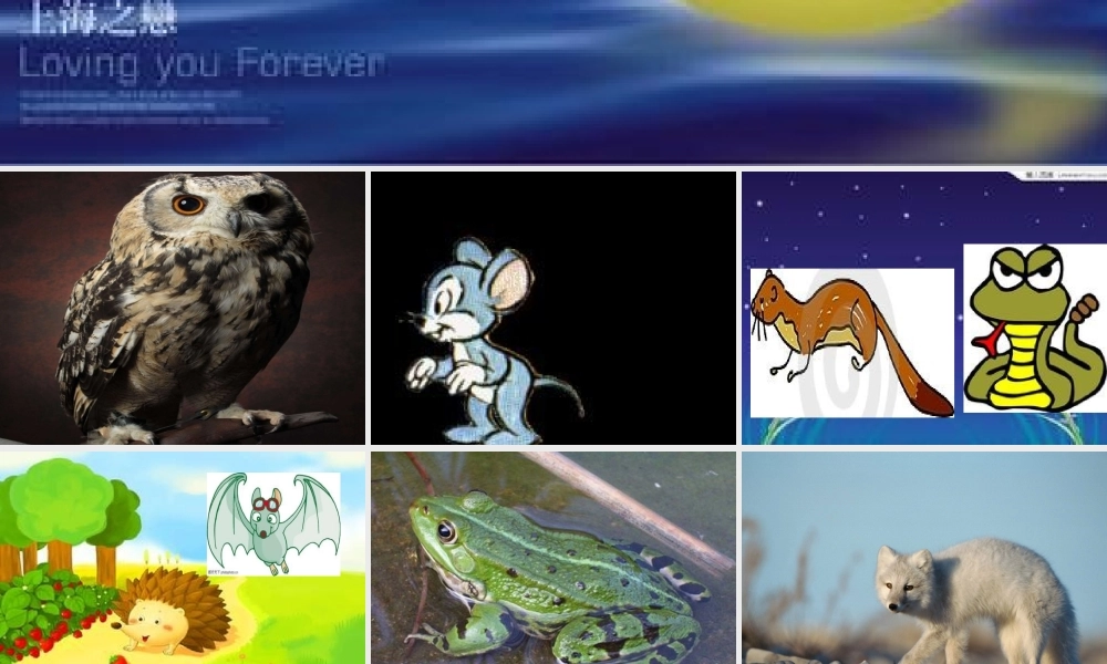 秋三年级科学上册 4.3《上夜班的动物》课件2 大象版-大象版小学三年级上册自然科学课件