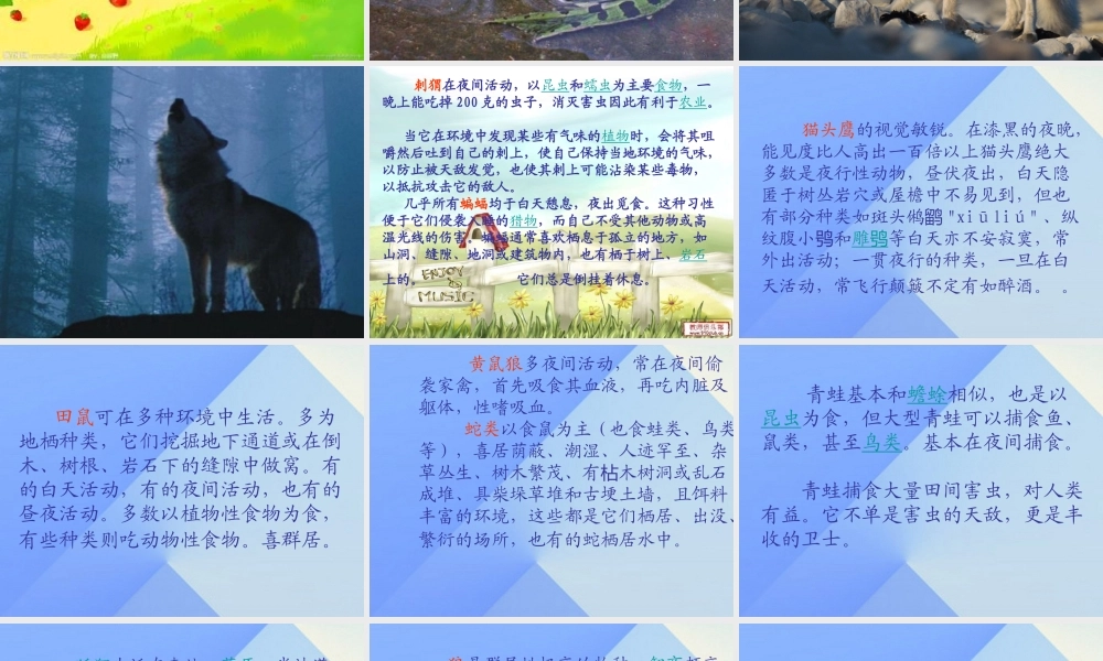 秋三年级科学上册 4.3《上夜班的动物》课件2 大象版-大象版小学三年级上册自然科学课件