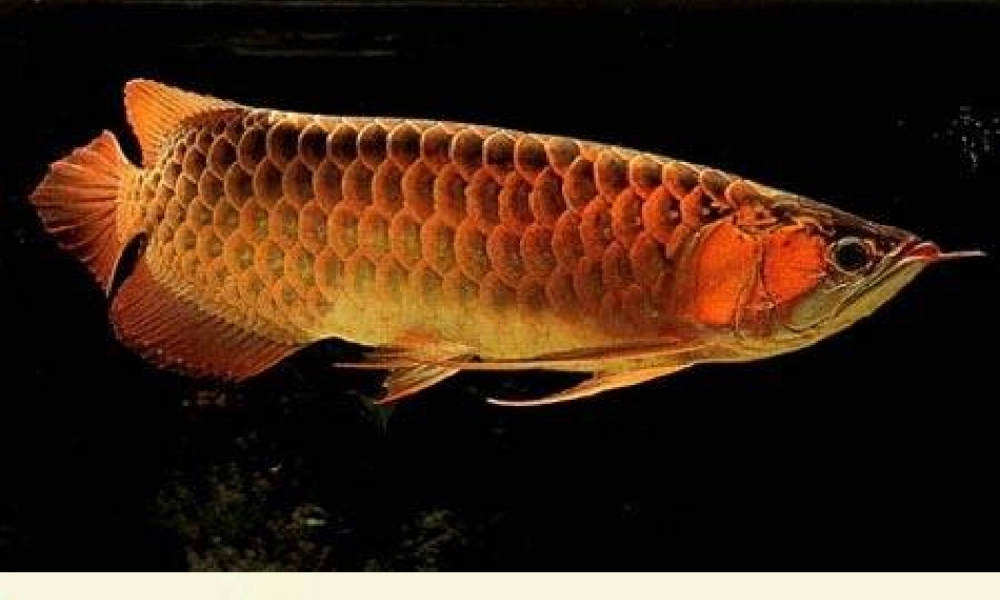 春六年级科学下册 3.1《小金鱼之死》课件3 大象版-大象版小学六年级下册自然科学课件