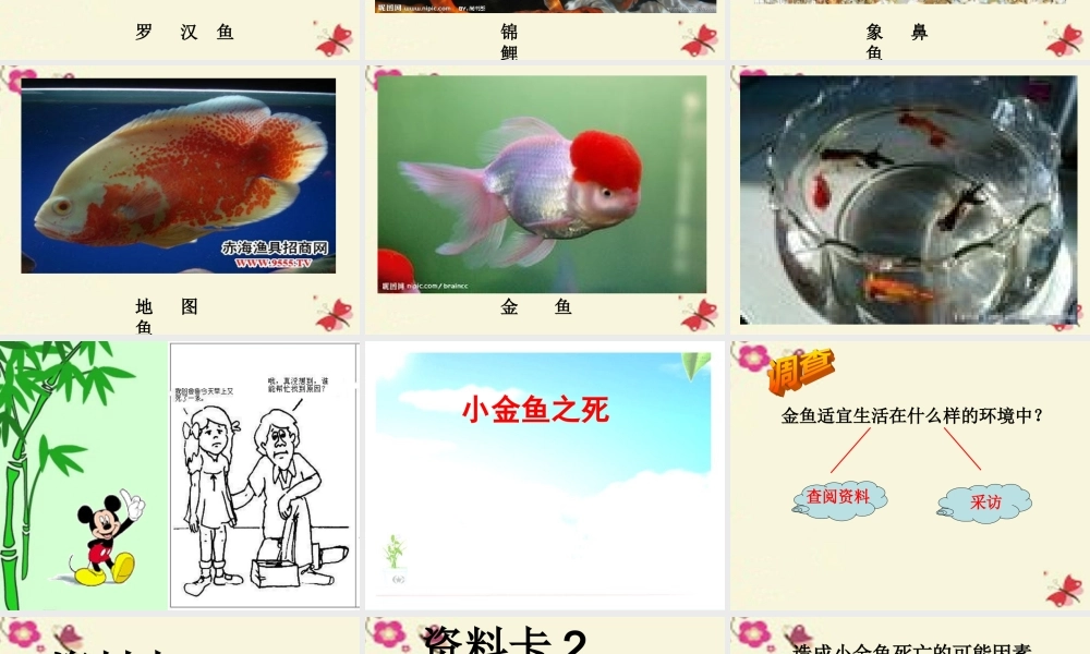 春六年级科学下册 3.1《小金鱼之死》课件3 大象版-大象版小学六年级下册自然科学课件