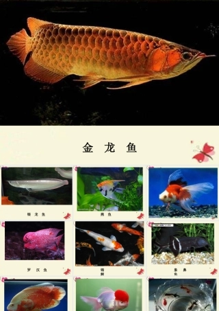 春六年级科学下册 3.1《小金鱼之死》课件3 大象版-大象版小学六年级下册自然科学课件