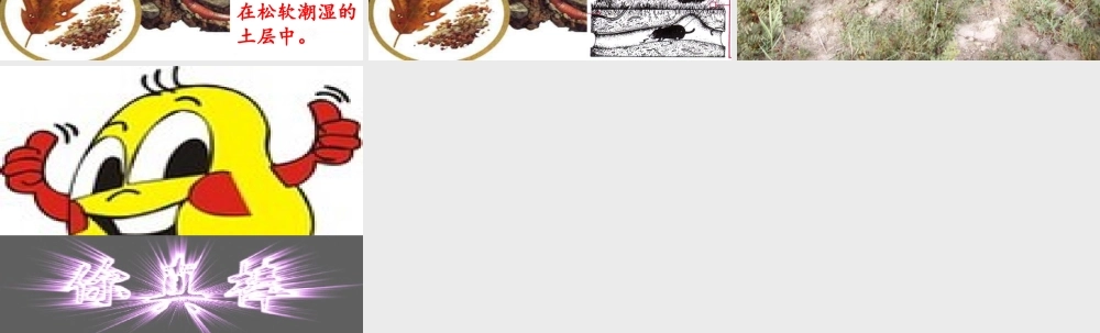 秋三年级科学上册 5.1《探访蚯蚓的家》课件3 大象版-大象版小学三年级上册自然科学课件