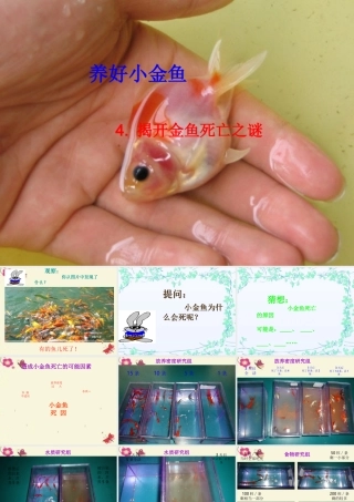 春六年级科学下册 3.4《揭开金鱼死亡之谜》课件1 大象版-大象版小学六年级下册自然科学课件