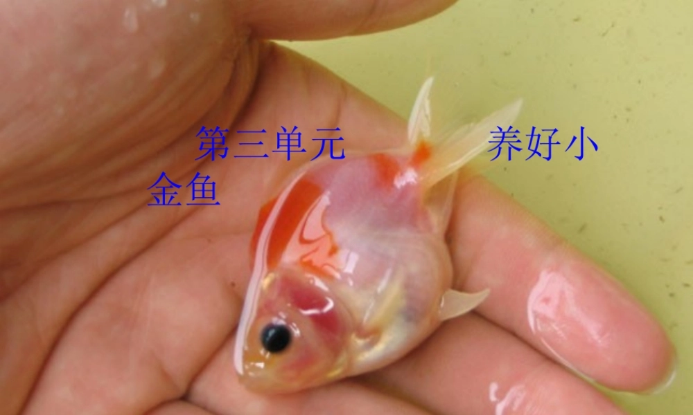 春六年级科学下册 3.4《揭开金鱼死亡之谜》课件2 大象版-大象版小学六年级下册自然科学课件