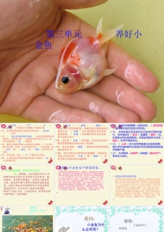 春六年级科学下册 3.4《揭开金鱼死亡之谜》课件2 大象版-大象版小学六年级下册自然科学课件