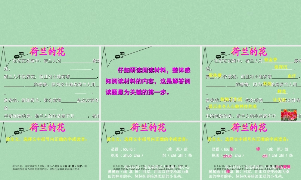 春五年级语文下册 8《荷兰的花》课件1 沪教版-沪教版小学五年级下册语文课件