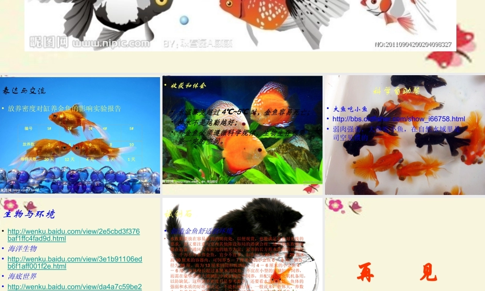 春六年级科学下册 3.5《给金鱼安个舒适的家》课件1 大象版-大象版小学六年级下册自然科学课件