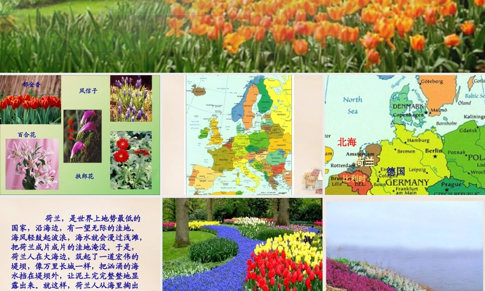 春五年级语文下册 8《荷兰的花》课件2 沪教版-沪教版小学五年级下册语文课件